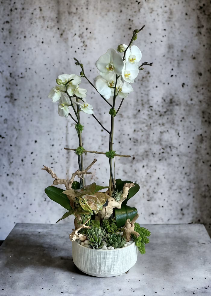 Elegant Double Orchid floral arrangement, featuring two stunning orchids, perfect for luxurious gifts, anniversaries, or special occasions, available for same-day delivery in Los Angeles.