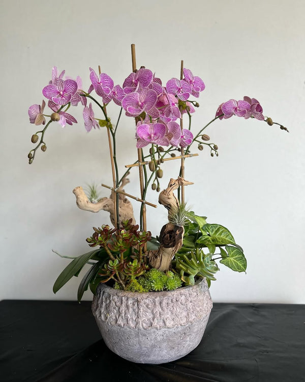 Elegant purple orchids floral arrangement, symbolizing beauty and luxury, perfect for birthdays, anniversaries, and special occasions, available for same-day delivery in Los Angeles.