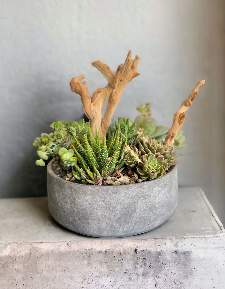 Succulent Medley arrangement, a stylish and low-maintenance collection of succulents, perfect for home decor, gifts, or office spaces, available for same-day delivery in Los Angeles